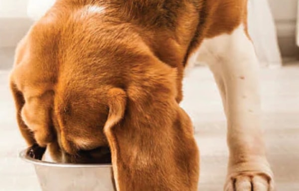 Raw Paws Pet Food Banner
