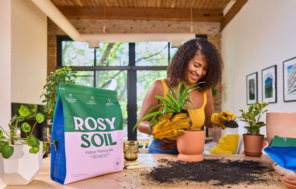 Rosy Soil Banner