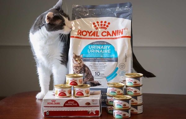 Royal Canin Banner