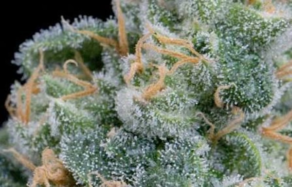 Royal Queen Seeds Banner
