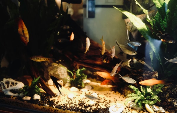 Saltwater Fish Banner