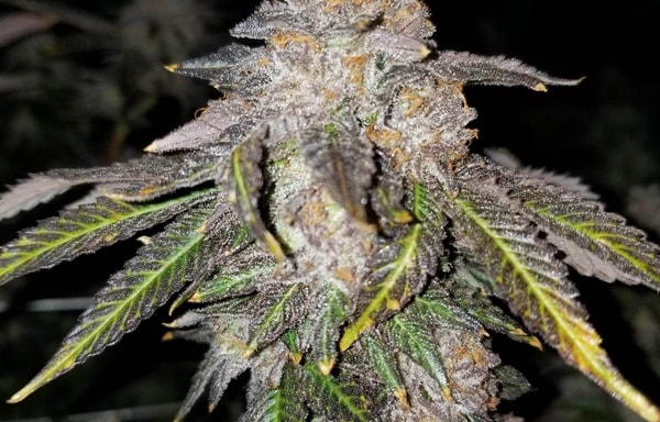 Seeds & Clones Banner