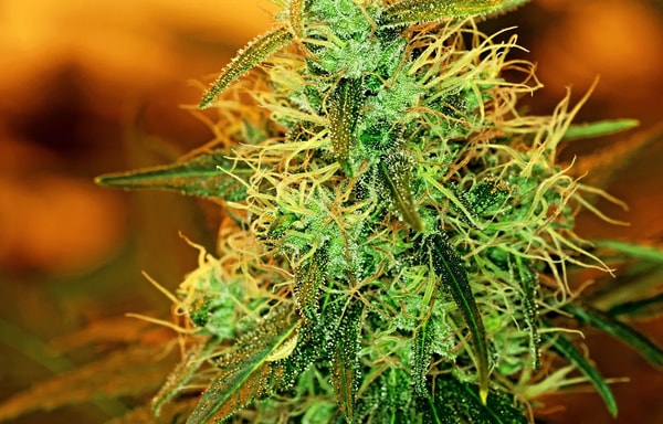 Sensi Seeds Banner