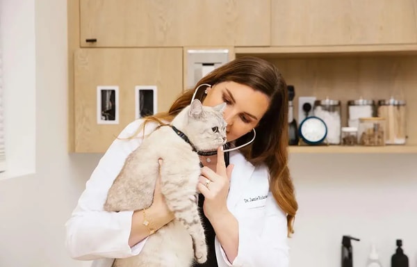 Small Door Veterinary Banner