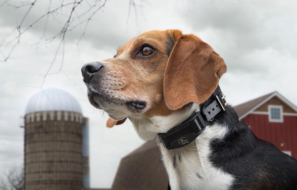 SportDOG Banner