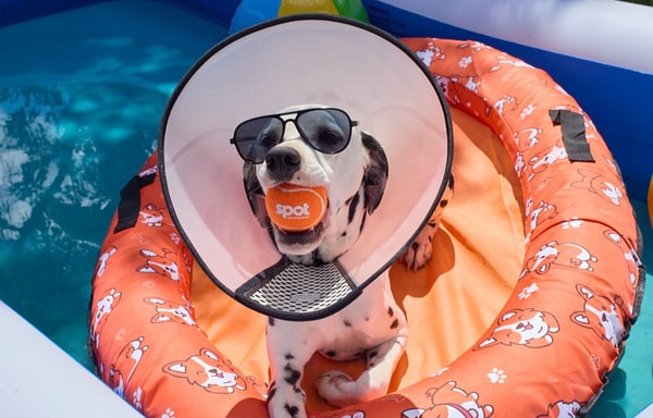Spot Pet Insurance Banner