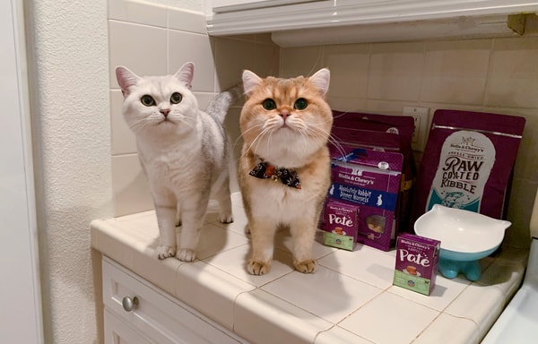 Stella & Chewy's Banner