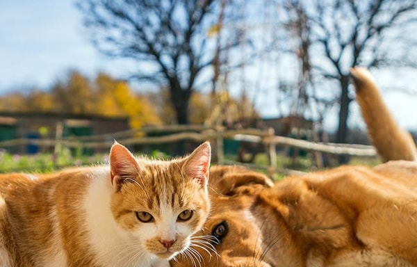 The Animal Rescue Site Banner