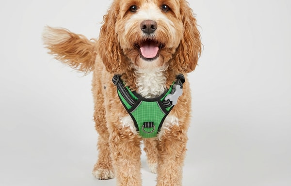 The Happy Doodle Company Banner