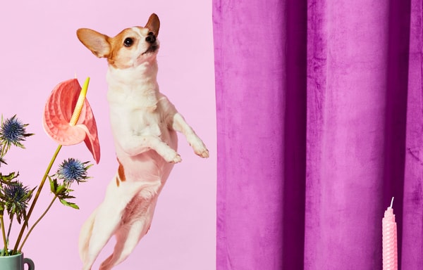 The Pets Table Banner