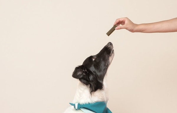 This Dog's Life Banner