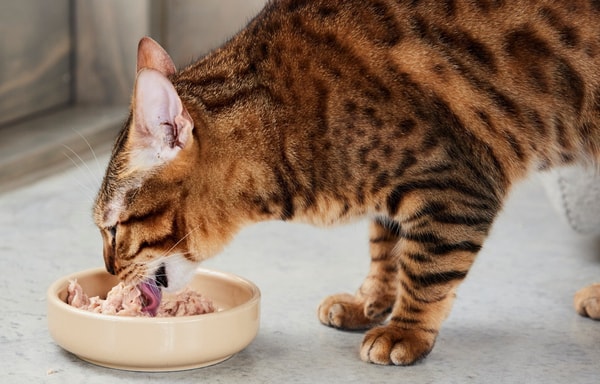 Thrive Pet Foods Banner