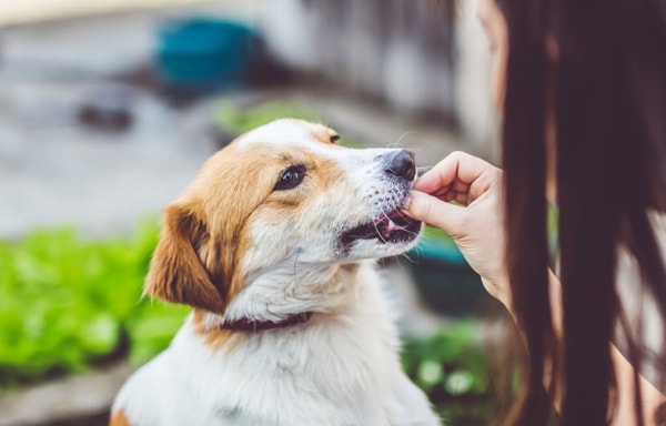 Tiendanimal Banner