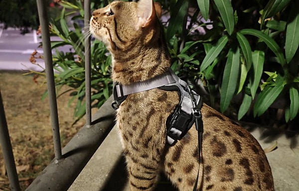 Tiendanimal Banner
