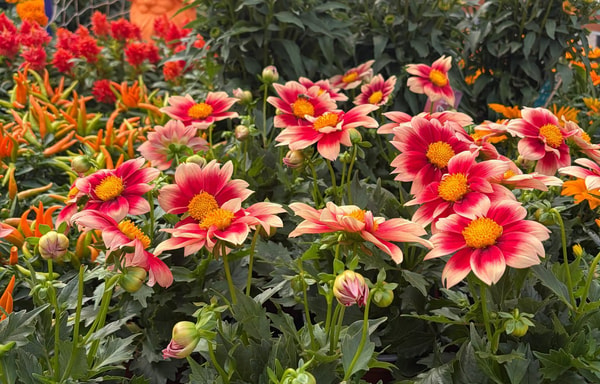 Toptuincentrum Banner