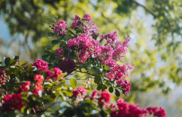 Tropic Trees Banner
