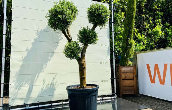 Tropic Trees Banner