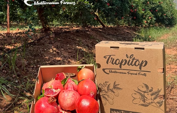 Tropitop Banner