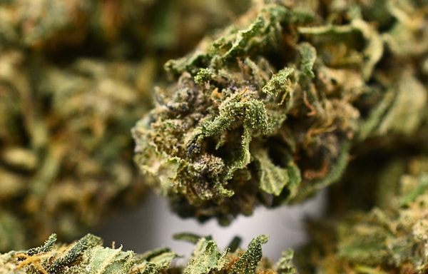Truth And Right CBD Banner
