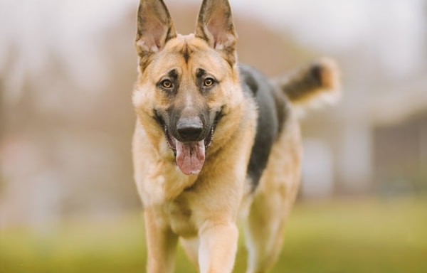 Tuff Pets Banner