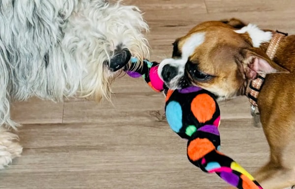 Valentino Pet Paws Banner