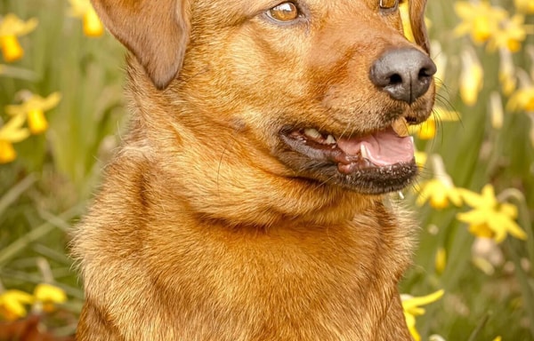 Wisdom Panel Banner