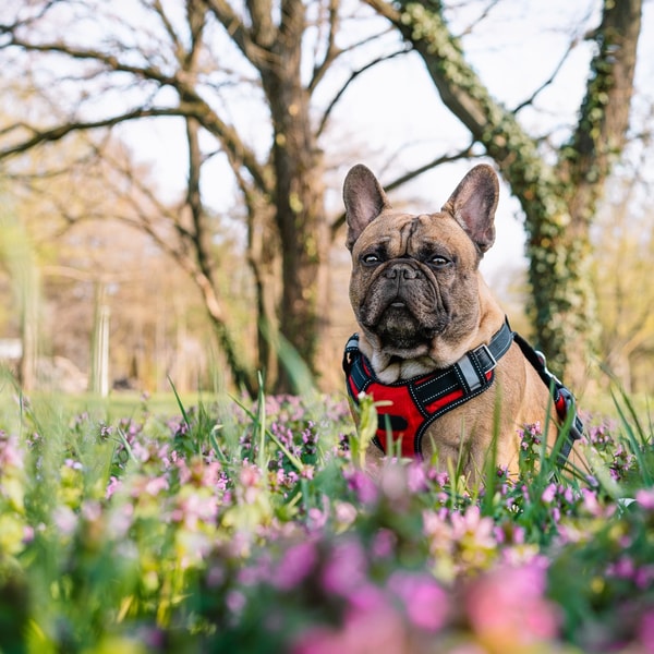 About TrainPetDog.com