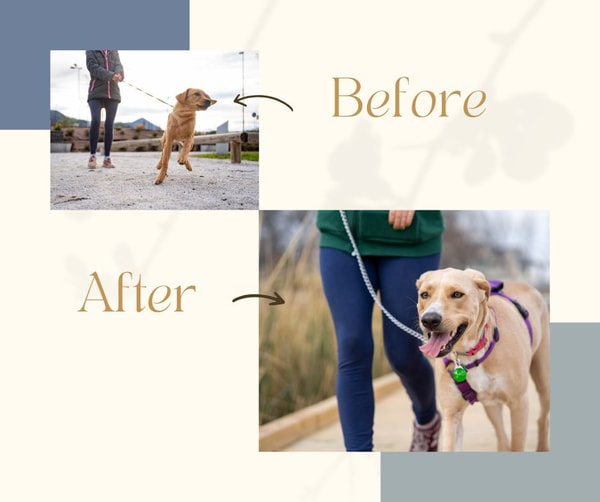 TrainPetDog.com Review