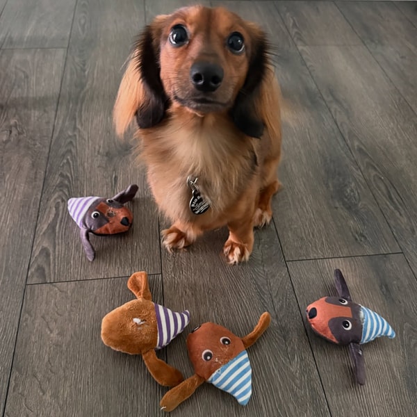 Patchwork Pet Review