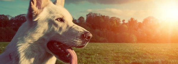 Centre of Excellence Canine Behaviour Training Diploma Course Review