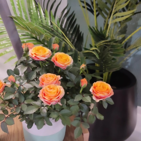 About Carbeth Plants