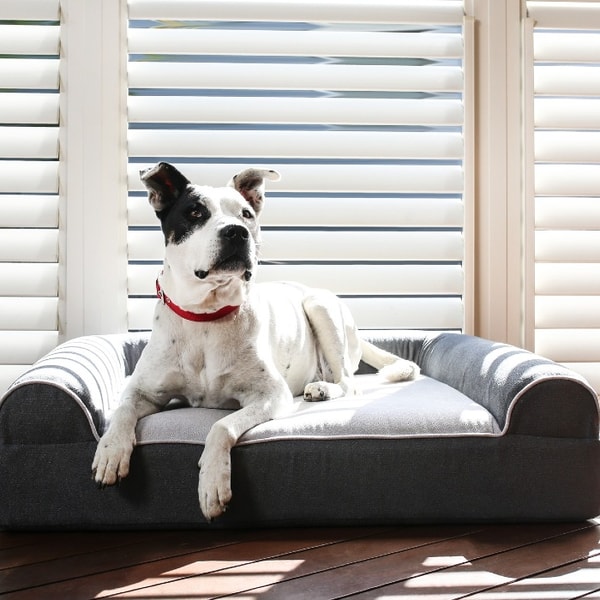 About Dog Cloud