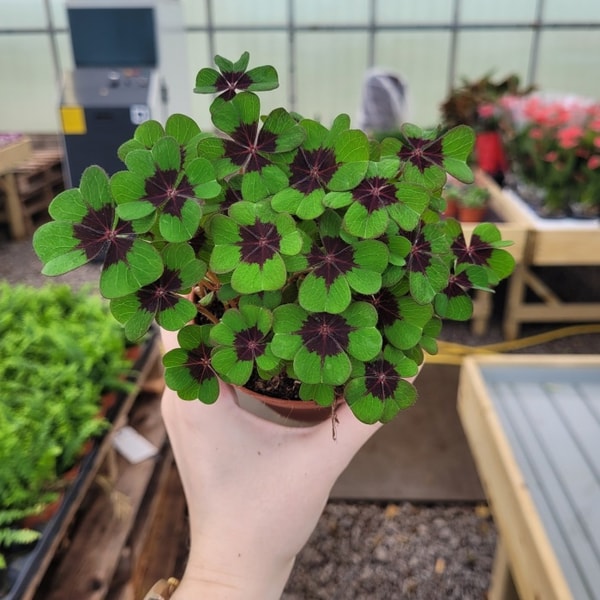 Carbeth Plants Reviews