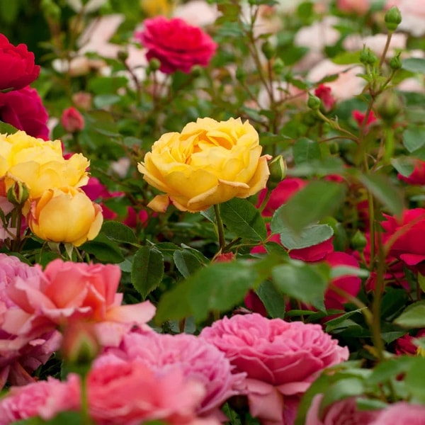 Carbeth Plants Rose Bush Trio in 3 Litre Pot Reviews 