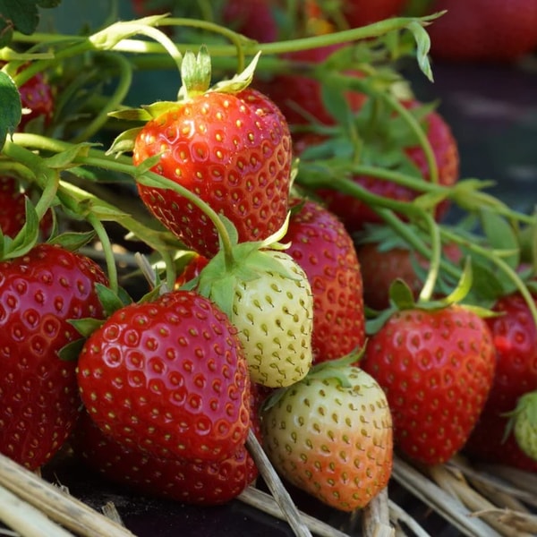 Carbeth Plants Strawberry Fruit Plants 6 Pack Reviews