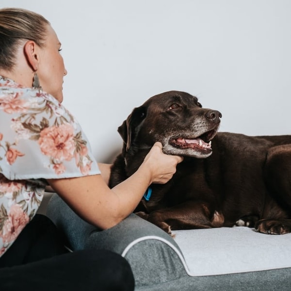 Dog Cloud Reviews: What Do Customers Think?