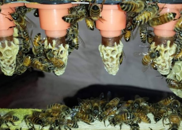 Goldendrops Bee Farm Review: Goldendrops Bee Farm Naturally Inseminated Queen Bee Buckfast Reviews