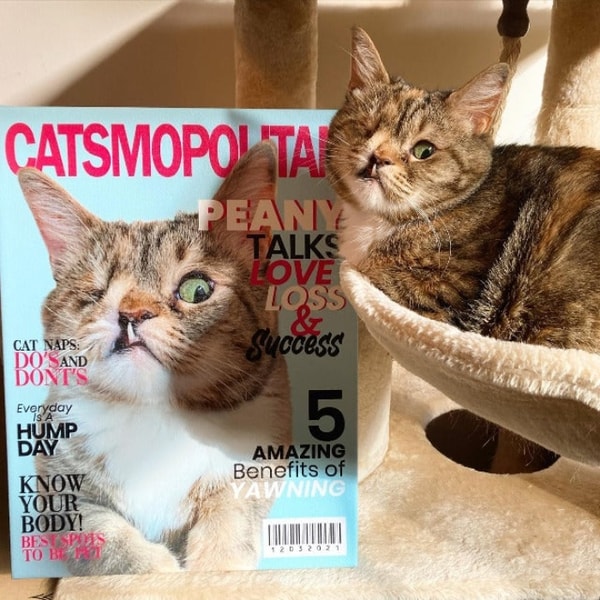 Guilty Paws Review: What Do Customers Think?