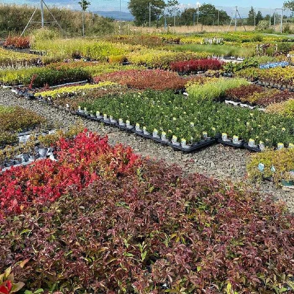 Is Carbeth Plants Worth It?
