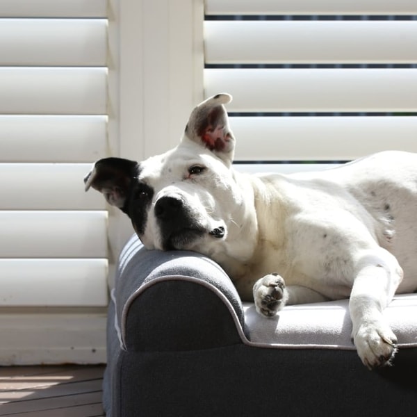 Is Dog Cloud Worth It?
