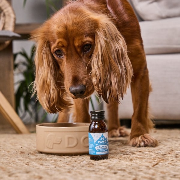 Is PAWD DRINKS Worth It?