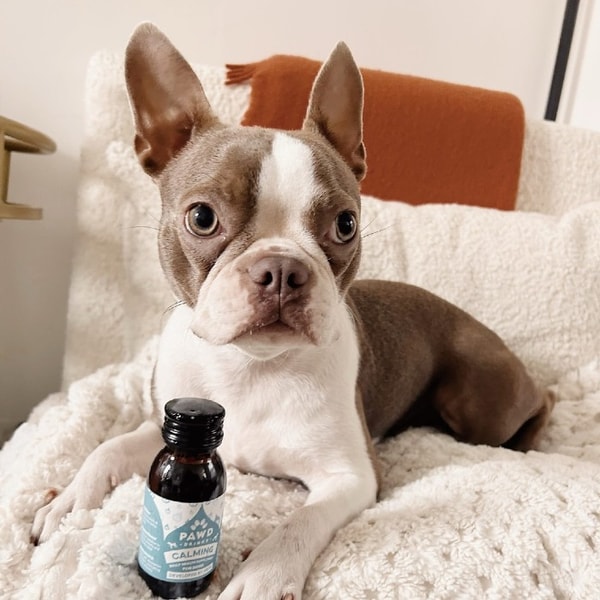 PAWD DRINKS Reviews: What Do Customers Think?