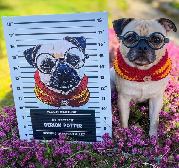 Who Is Guilty Paws For?