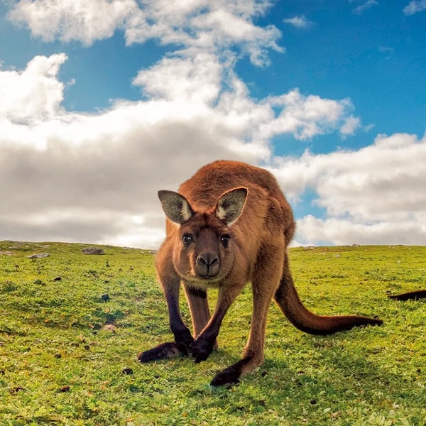 AAT Kings Great Ocean Road and Kangaroo Island Escape Reviews