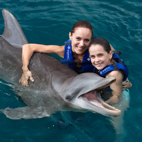 About Delphinus
