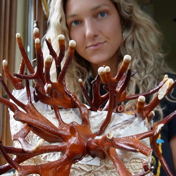 About Malama Mushrooms