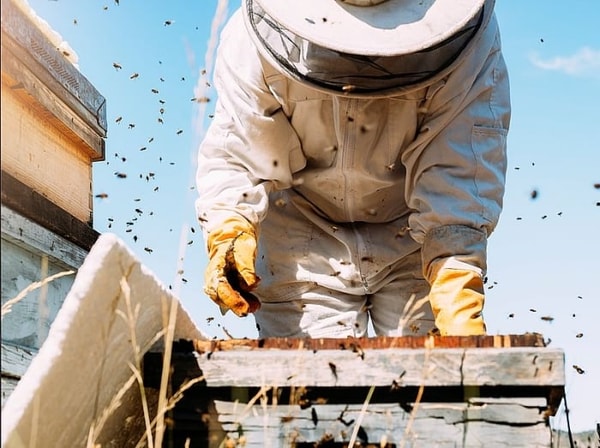 About Ulmo Honey From Chile