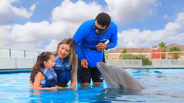 Adventures Cabo Signature Cabo Dolphin Swim Tour Review