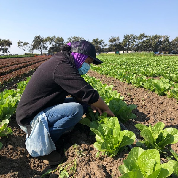 Overview of AgroThrive
