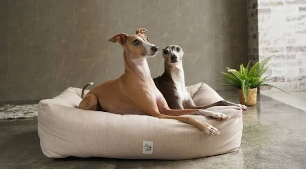 Alice's Dog & Catについて